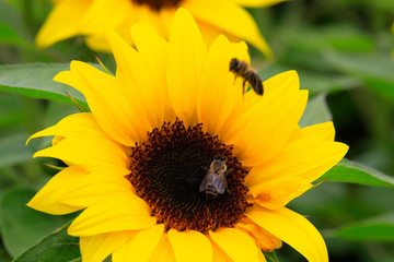 Sonnenblume (Helianthus annuus) Pflanze mit Blüte