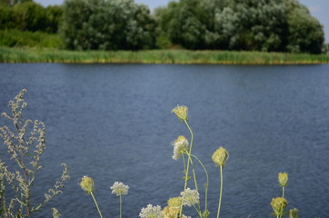 Summer landscape with lake in the field and blue sky.