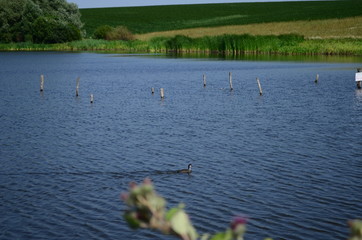 Summer landscape with lake in the field and blue sky.