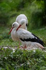 Fototapeta premium Two loving and caring storks
