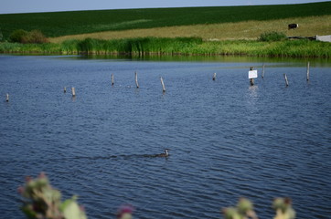 Summer landscape with lake in the field and blue sky.