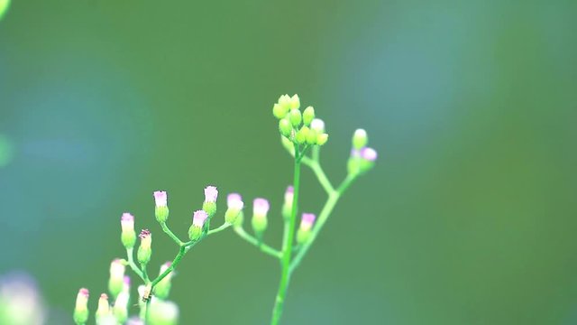 emilia sonchifolia benefit a tea made from leaves is used in treatment of dysentery