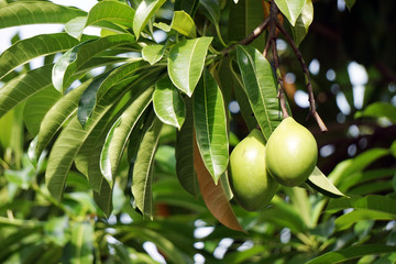 Leaves and green fruits of Cerbera odollam, Cerbera odollam on tree.