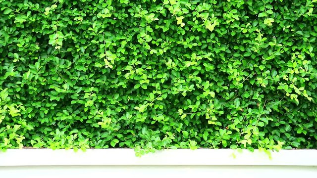 green leaves nature fench banyan tree of Indonesia on wall