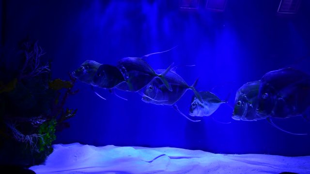 Big fish in sea aquarium on blue background 4k video