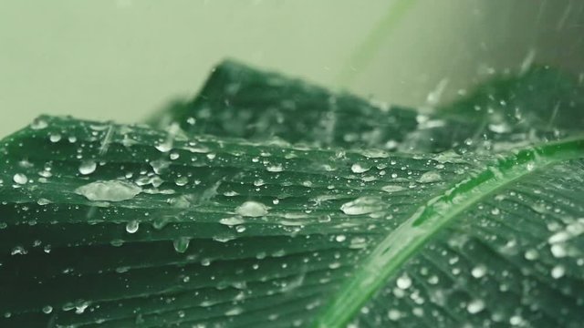 Close up heavy rainfall on tropical green banana leaf , slow motion shot