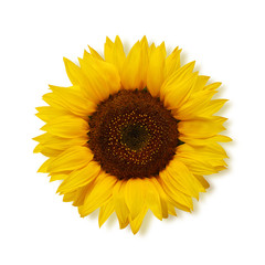 ripe sunflower on a white background, top view.