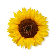 Poster Reife Sonnenblume auf weißem Hintergrund, Ansicht von oben. © MaskaRad