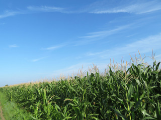 Cornfield on background of blue sky and white clouds. Young corn stalks with cobs, green plants in summer, agricultural production
