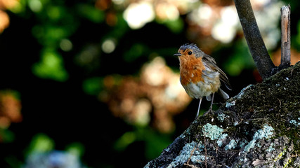 European Robin Erithacus Rubecula
