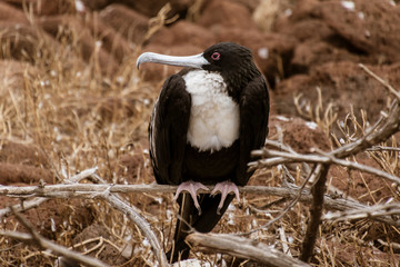 Obraz premium Frigatebird Female Sitting on Branch on Galapagos Island.