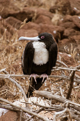 Frigatebird Female Sitting on Branch on Galapagos Island.