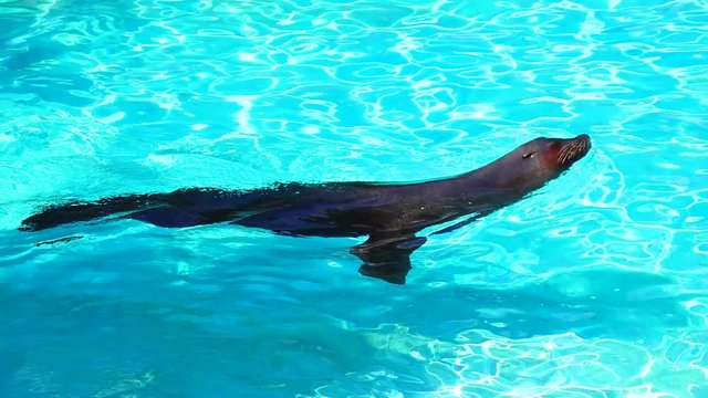 Slow motion Californian sea lion swimming in blue water
