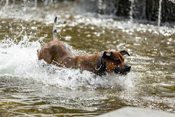 Big dog is having fun at the water