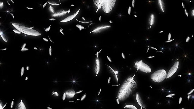 Feather fluffy falling in the wind background
