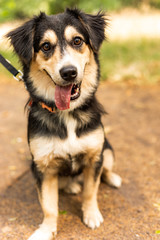 Little dog with direct view