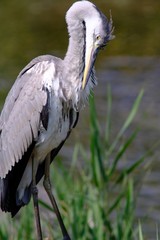 gray heron in forest