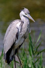 gray heron in forest