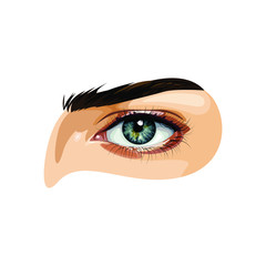 Beautiful green woman's eye, with long cilia, vector,eye in realistic style, vector illustration