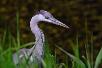 gray heron in forest