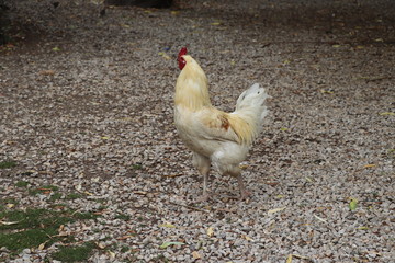 White Chicken İn a Farm