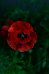 Beautiful photo of poppy in bloom. Corn Poppy Flowers Papaver rhoeas in Spring.