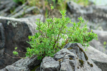 green plant grows between the rocks
