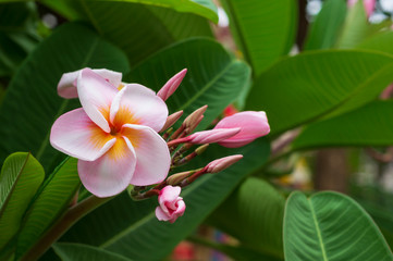 pink plumeria  flowers with leaves background