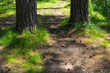 path between trees in the forest