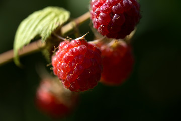 close up of branch of ripe raspberries in a garden.