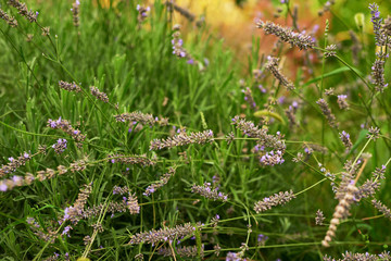 lavender field in the yard