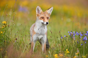 Red Fox among blue and yellow blossoms. Close up, lovely Red Fox cub, Vulpes vulpes at european flowering  highland meadow, staring at camera. Low angle photo. Spring nature of Czech republic.