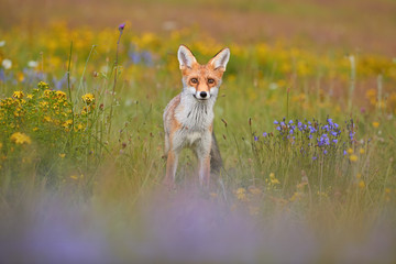 Red Fox among blue and yellow blossoms. Close up, lovely Red Fox cub, Vulpes vulpes at european flowering  highland meadow, staring at camera. Low angle photo. Spring nature of Czech republic.
