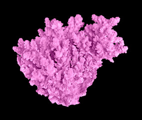 coral isolated on black background © Dmitry