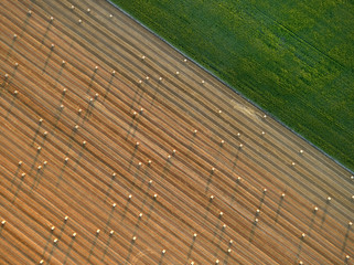 Artistic view from above on a field with straw bales diagonaly divided by green corn field. Czech agriculture. Harvesting grain field, crop season. View from above, colorful sunset, long shadows.