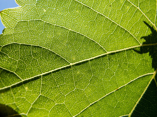 Macro on green leaf