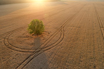 Alone tree in golden ripe wheat field at sunset. Agriculture in carefully cultivated landscape. Aerial view. Harvesting grain field, crop season. Farming in Czech republic from above.