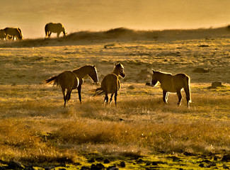 Wild Horses Backlit at Sunset on Easter Island.