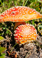 Fly-agaric in a forest, closeup photo.