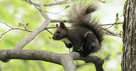 Close up of Japanese Red Squirrel, Asahikawa, Hokkaido, Japan