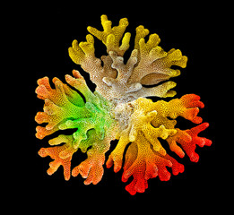 coral isolated on black background © Dmitry