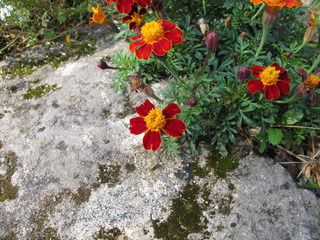 Signet marigold, Tagetes tenuifolia, with flowers in red and yellow