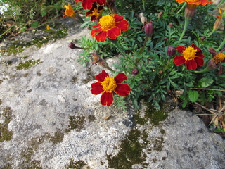 Obraz premium Signet marigold, Tagetes tenuifolia, with flowers in red and yellow