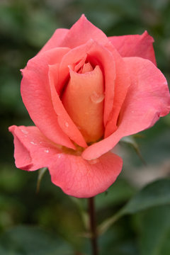 0 Best サーモンピンク Images Stock Photos Vectors Adobe Stock