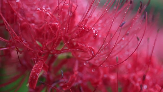 Close up of Red Spider Lily,&nbsp;Uda, Nara Prefecture, Japan