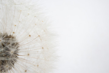 Dandelion. Close up of dandelion spores blowing away, background,isolated flower
