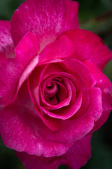 ダークマゼンタのバラ、クローズアップ