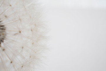 Dandelion. Close up of dandelion spores blowing away, background,isolated flower