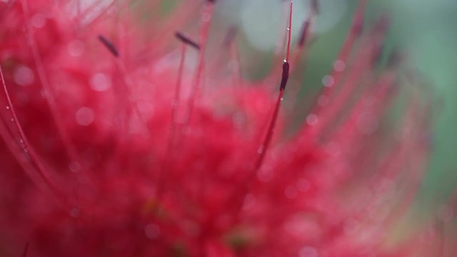 Close up of&nbsp;Red Spider Lily, Uda,&nbsp;Nara&nbsp;Prefecture, Japan