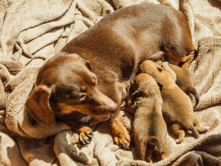 Fototapeta premium Little dachshund mom feeding puppies newborns